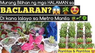 Murang bilihan ng mga magagandang halaman sa Baclaran lang di kana lalayo mga plantitas at plantitos