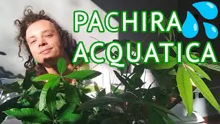 CURA e COLTIVAZIONE della PACHIRA AQUATICA