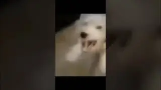 Dog laugh meme #youtube #viralvideo