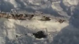 Snowhole and post sets red fox double