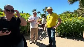Festival de girassóis em Hemero jardins com arte 2026 em Joinville SC