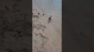 #ducks #mother & #children #bird #nature #water #asmr #environment #shorts #Umwelt #Wasser