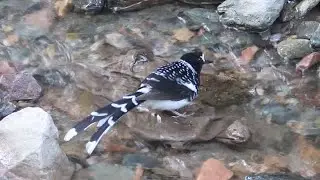 Spotted Forktail in India