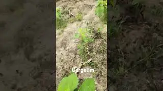 Machamba de Gergelim