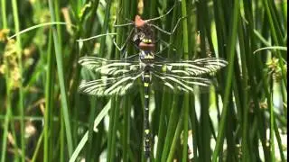 Macromia Splendes