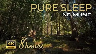8 Hours Deep Forest Sounds — Pure Sleep (No Music)
