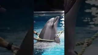 killer dolphin caught  by security forces, #dolphin #incident #rescue #jessica #blinddolphin