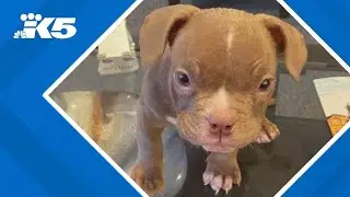 Stolen micro bully 'Buddy' found