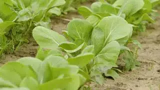 Asian Greens
