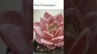 Beautiful Pink Succulents