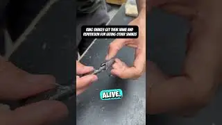 This Snake Ate Itself 😳 (@n8notsogr8/IG)