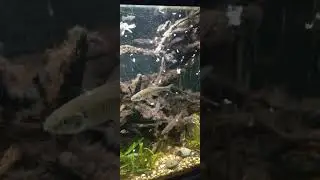 Northern Indiana Native Aquarium