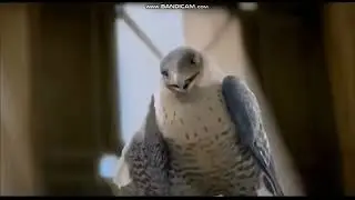 Radio, Kirby, Toaster and Blanky tells Falcon to Shut Up