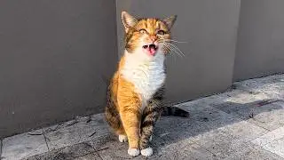 Istanbul&rsquo;s Street Cats Are Still So Talkative