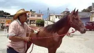 caballo3
