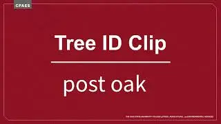 Tree ID Clip: post oak