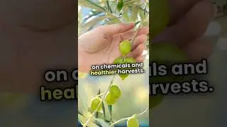 What Are GMOs? | Genetically Modified Organisms Explained! | Engliopedia Shorts