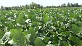 Optimal Potassium Rates for Low Nutrient Status Soils in Mississippi