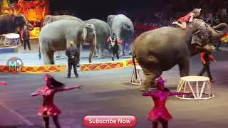 Girl Life is in Danger At olympic Circus Kolkata India|Danger Circus