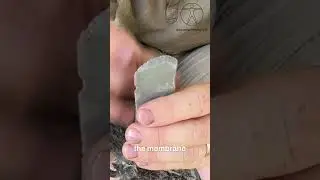 Ancient Rabbit Hide Tanning: Soft Leather Process #shorts