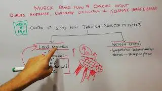 CVS 188 || Control of skeletal muscles Blood flow in exercise  | Local regulation | Nervous control.