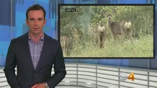 Poaching Investigation: 3 Deer Shot And Left To Waste In Weld County