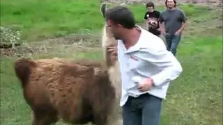 Epic Fight - Man vs Llama