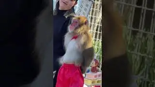 Japanese Traditional Monkey Performance 