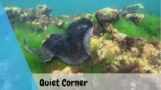 Snorkelling at Quiet Corner, Ricketts Point.