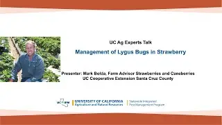 UC Ag Experts Talk: Management of Lygus Bugs in Strawberry
