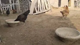 Peaceful Village Life || Desi Chickens Feeding Drinking Water & Roaming Freely | Rural Farm Scene