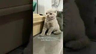 Watch my British Shorthair kitten cat&rsquo;s reaction to a random sound #shorts