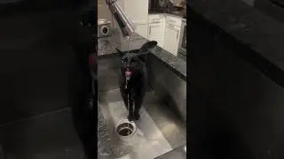 🖤 Sip Sip Hooray! Adorable Black Kitten's Water Adventure! 💧🐱 #cat #cutespets #kitten #pets #cute