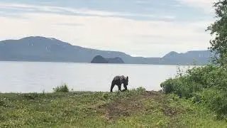 Bears of Kurile Lake in Kamchatka / Медведи Курильского озера на Камчатке