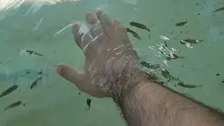 dr fish at san diego seaWorld