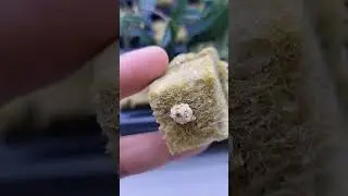 callus first, then roots