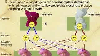 gene interactions