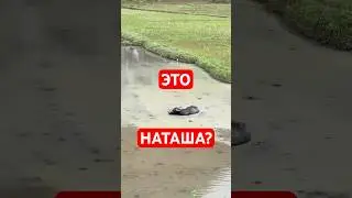 ЭТО НАТАША?