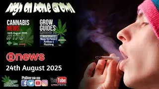 Manchester Cannabis Smugglers Jailed, Weed Drinks Rising & U.S. Gun Rights Win for Patients + GG