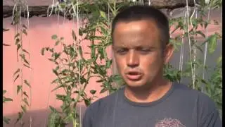 Zivojin Cuprija dzinovski paradajz