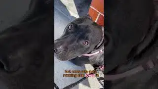 Lesson From An Inspiring Dog #shorts #doglover #dogrescue #mindfulness #meditation