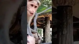 The monkey tried to bite me. A crazy monkey. monkey behavior. monkey. macaca. macaque. bandar.kurang