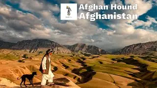 Jogi Breeding Afghan Hounds: Hunting in the Stunning Landscapes of Balkh