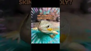 ARE SCHNEIDER'S SKINKS FRIENDLY? #shorts #skinks #schneider #reptiles #fyp #share #explore