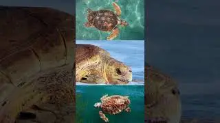 Loggerhead sea turtle in Trinidad and Tobago? Here&rsquo;s the Real Story