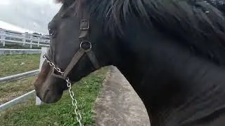 Horses Stallions Working Machine Exercise#horse #horsetraining #animals #horselover