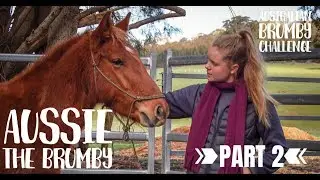 Aussie the Brumby (Part 2) @1itscrunchtime1
