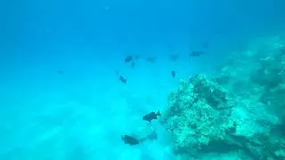 Snorkeling at Hapuna Beach Park Sep 08 2022