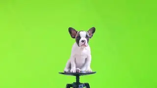 Top 5 Green Screen Logo Classic Intro ||No Text|| ||No Copyright|| Free download |Gulab Ali Tech.