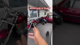 Невероятные приключения на круизерах и квадроциклах! 🏍️🐾